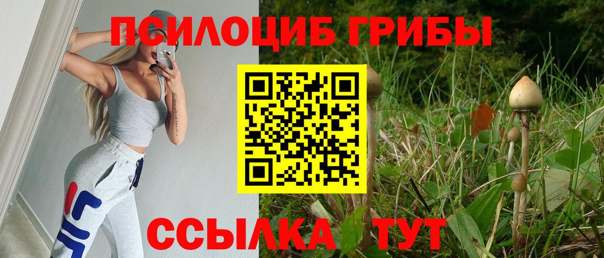 Галлюциногенные грибы Psilocybe Новосибирск